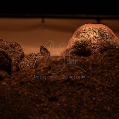 Quartz 20230824 115.jpg