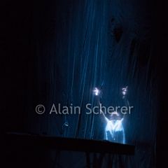 TheRareBirds Jann_20170131_012 CPR.jpg