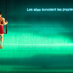 LesOiseaux 20250629 072.jpg